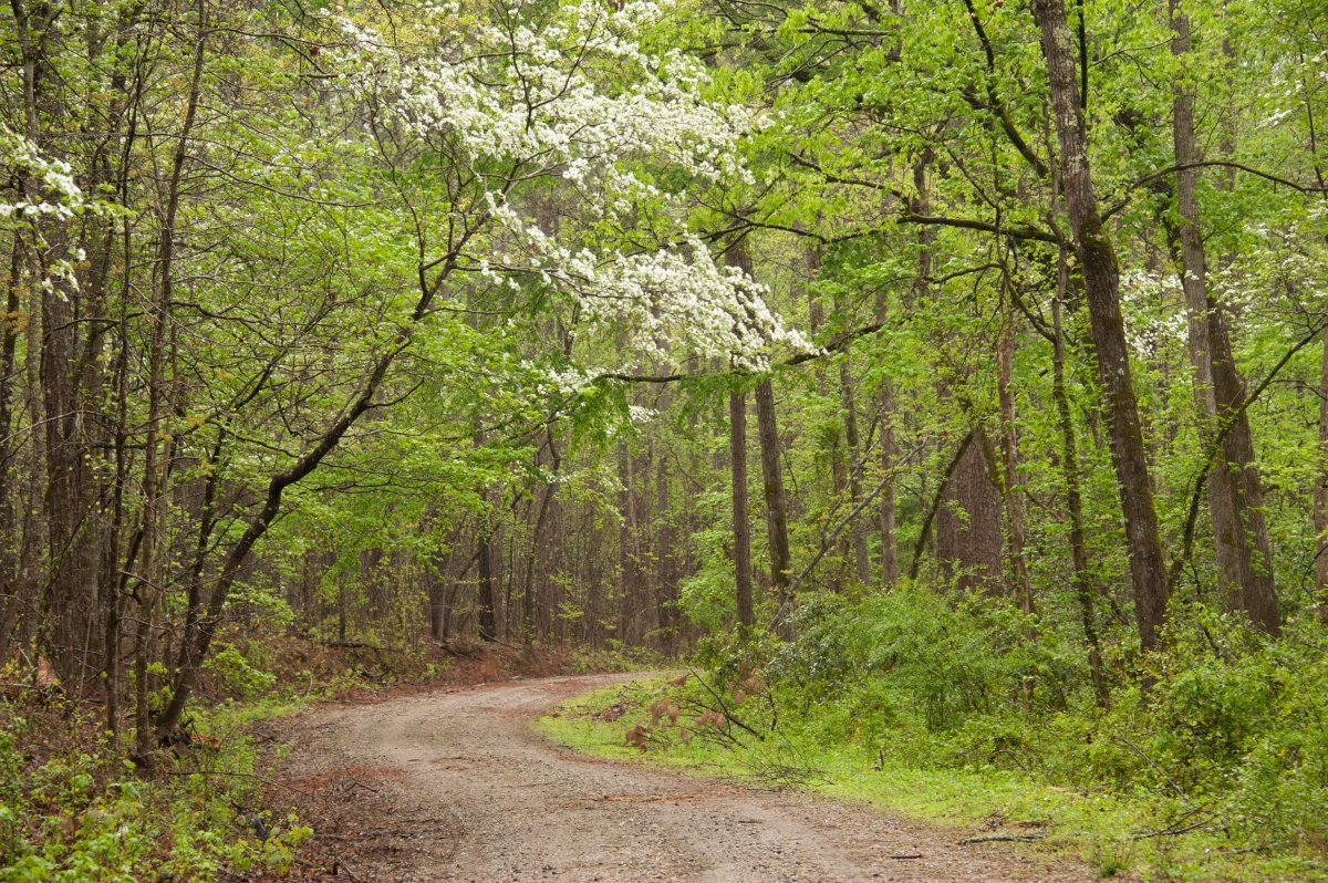 Springtime Scenic Photo from Deer Kill Road